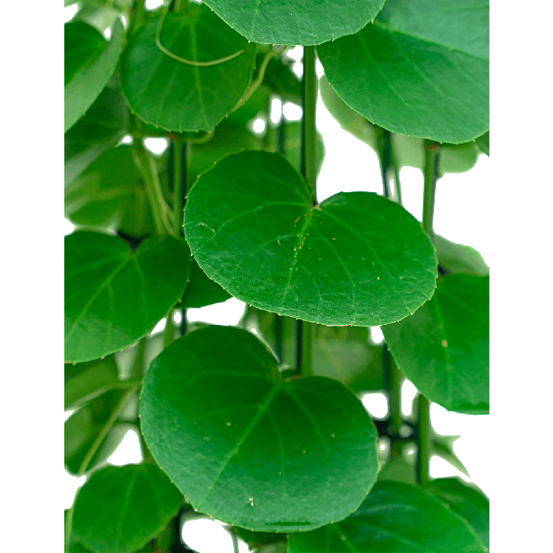 Cissus rotundifolia - draadzuil