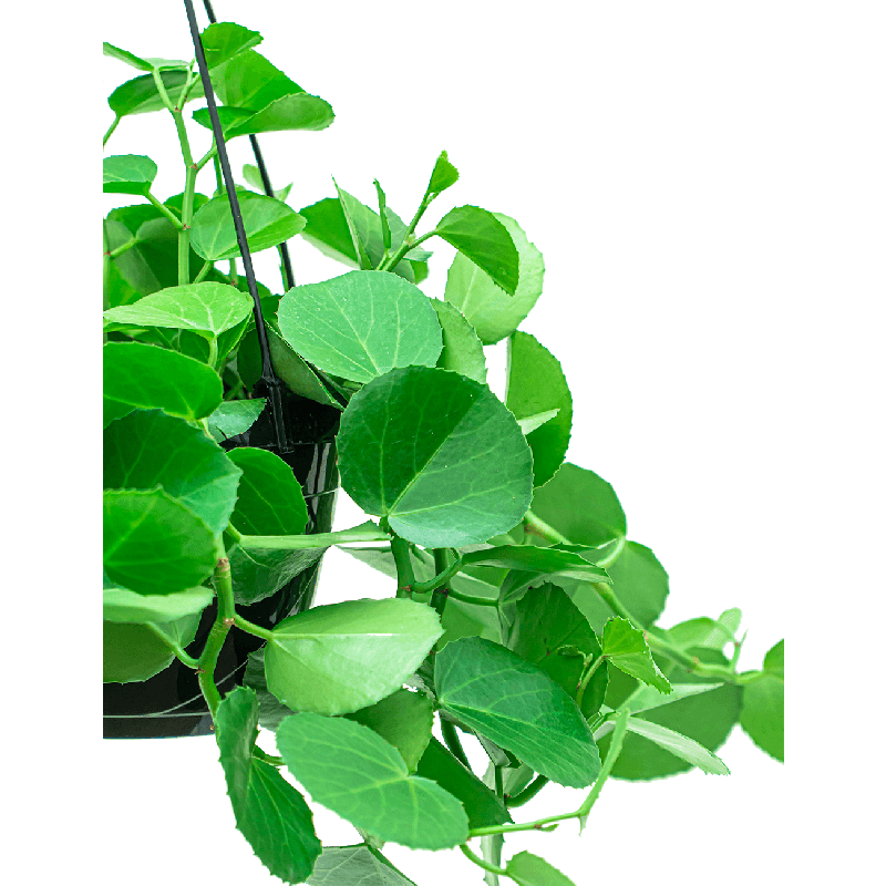 Cissus rotundifolia