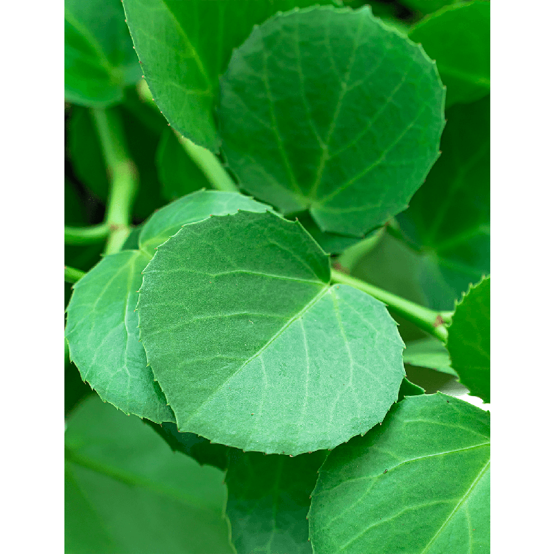 Cissus rotundifolia