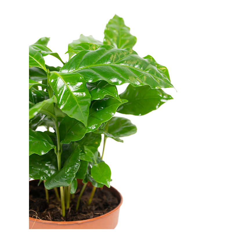 Coffea arabica