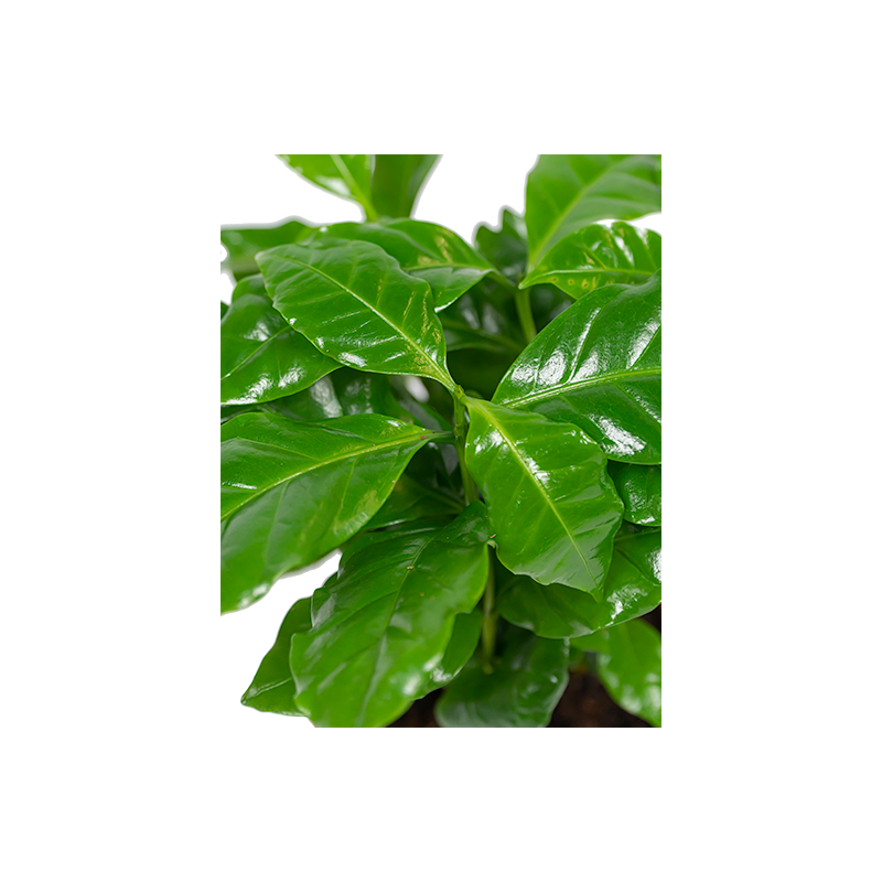 Coffea Arabica in koffiemok - 4 stuks