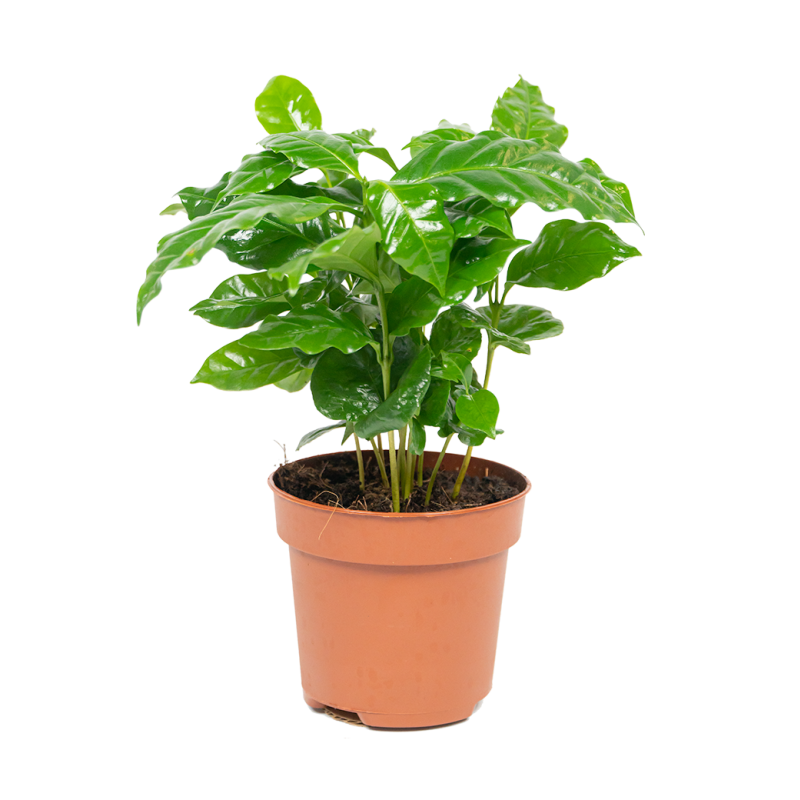 Coffea arabica
