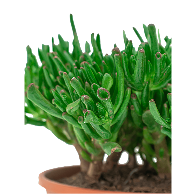 Crassula Horntree