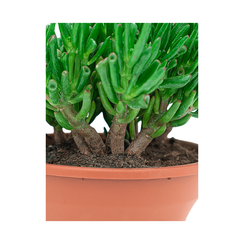 Crassula Horntree