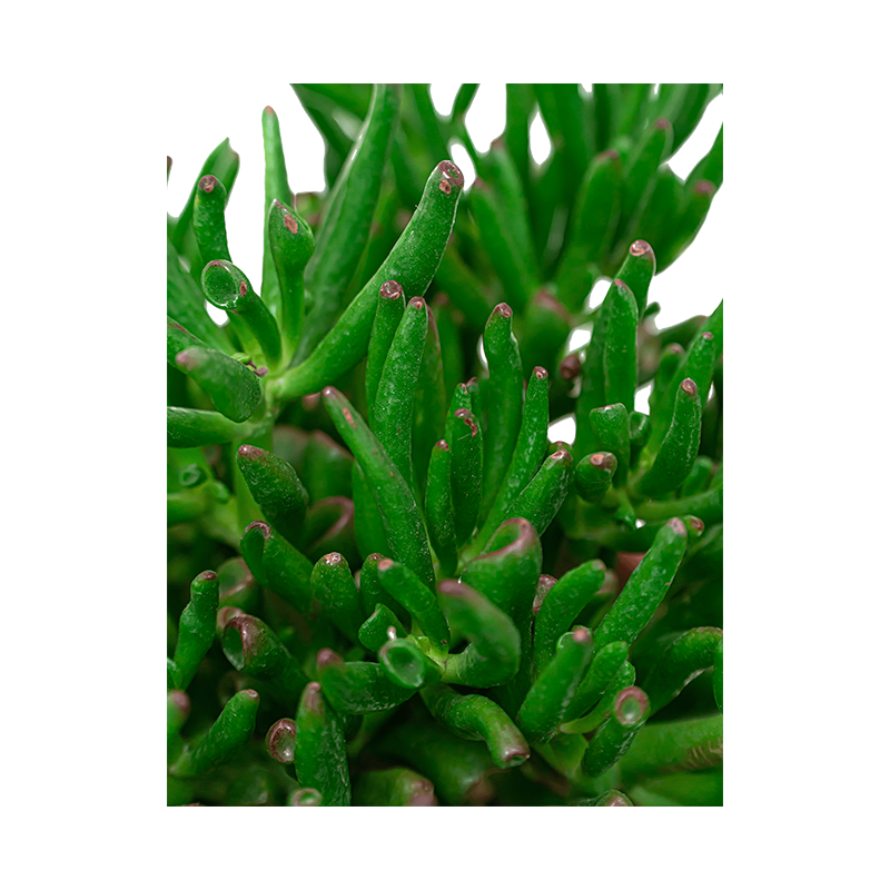 Crassula Horntree