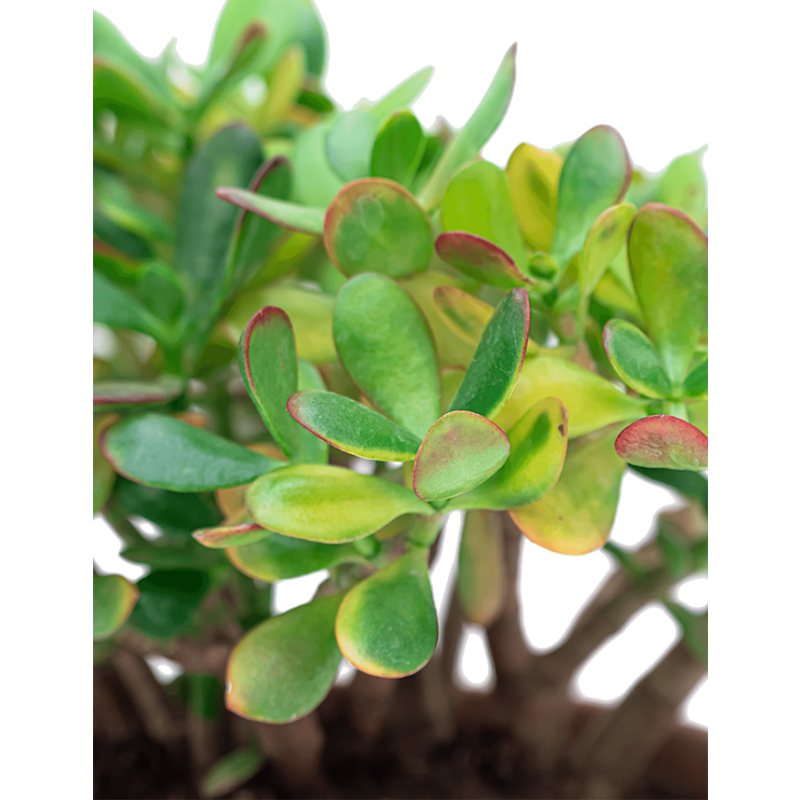 Crassula Sunset