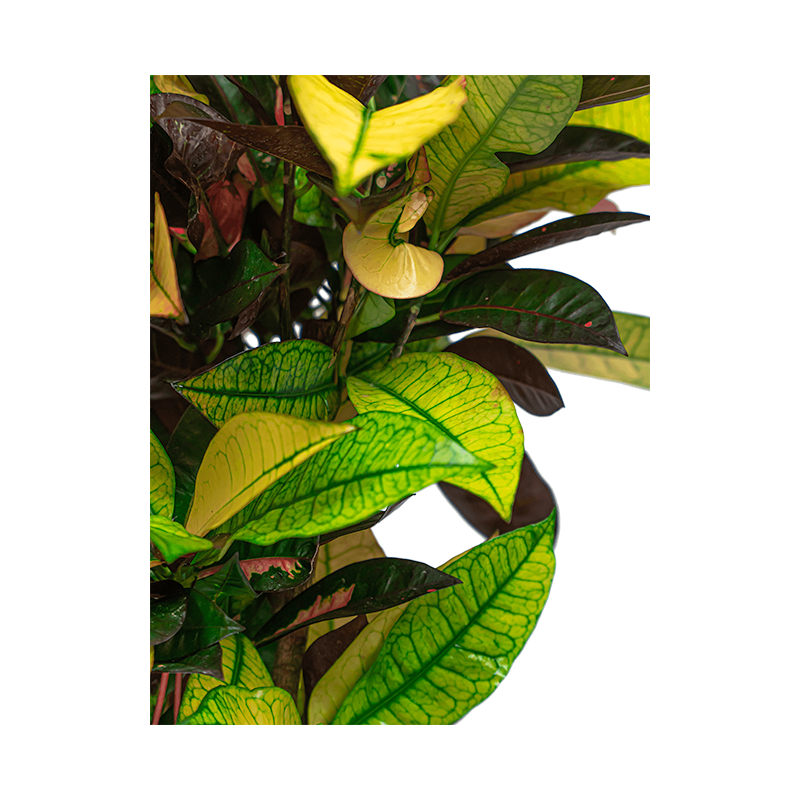 Croton Mrs. Iceton vertakt
