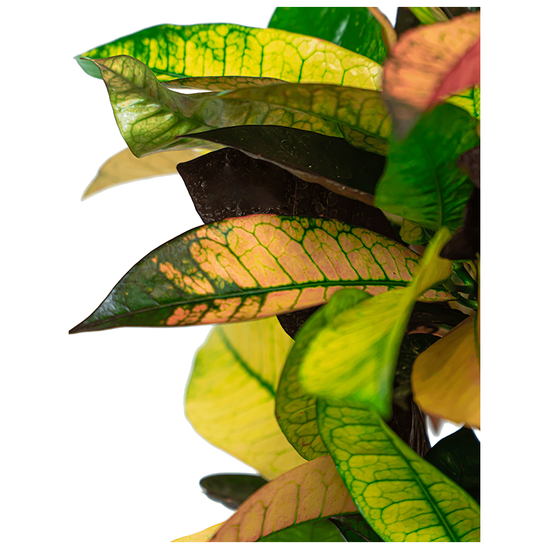 Croton Iceton