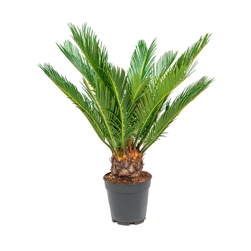 Cycas revoluta small