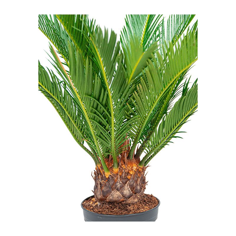Cycas in Renzo sand