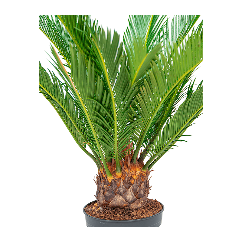 Cycas revoluta small