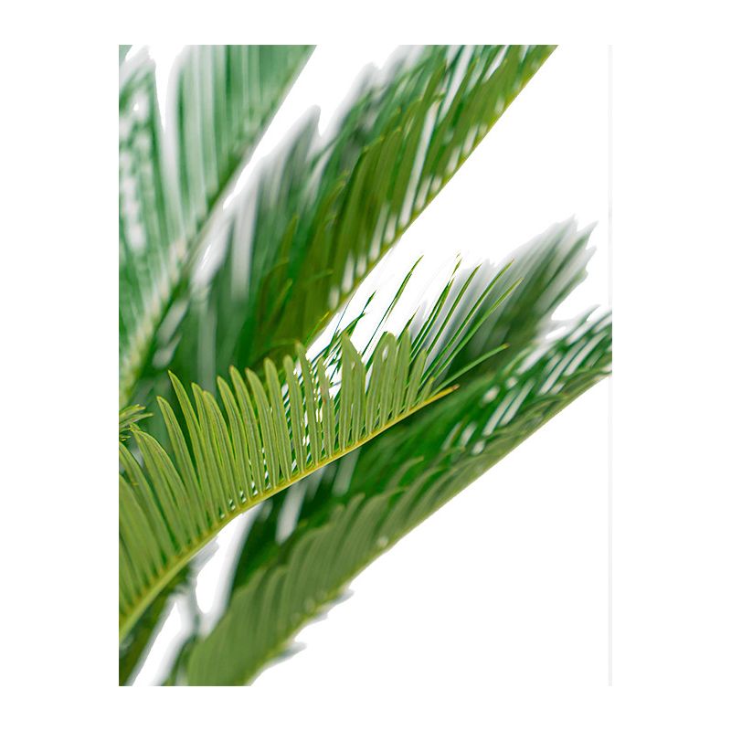 Cycas in Ryan Shiny Blue