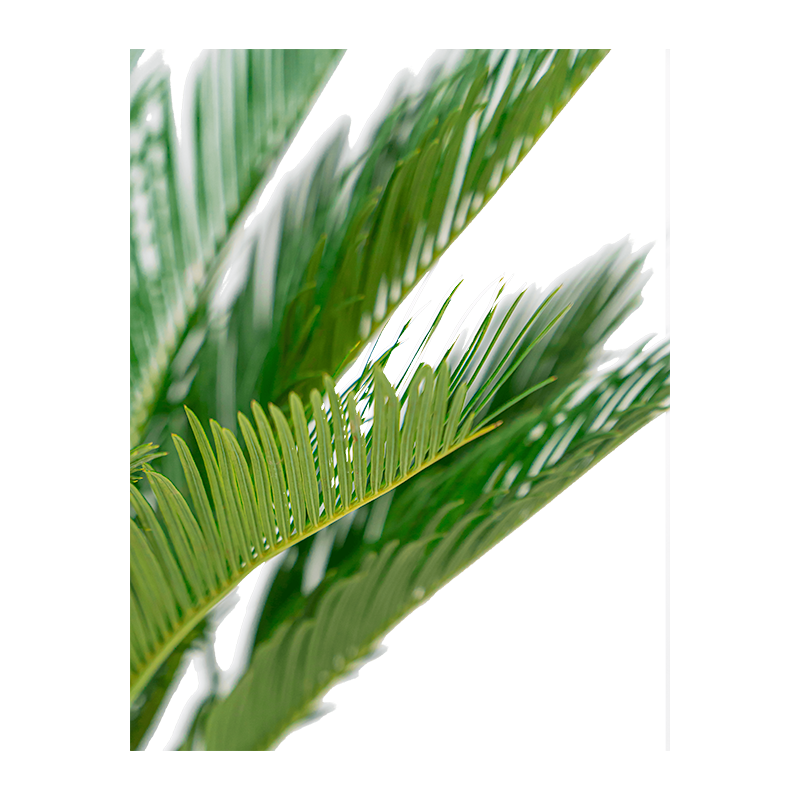 Cycas revoluta small