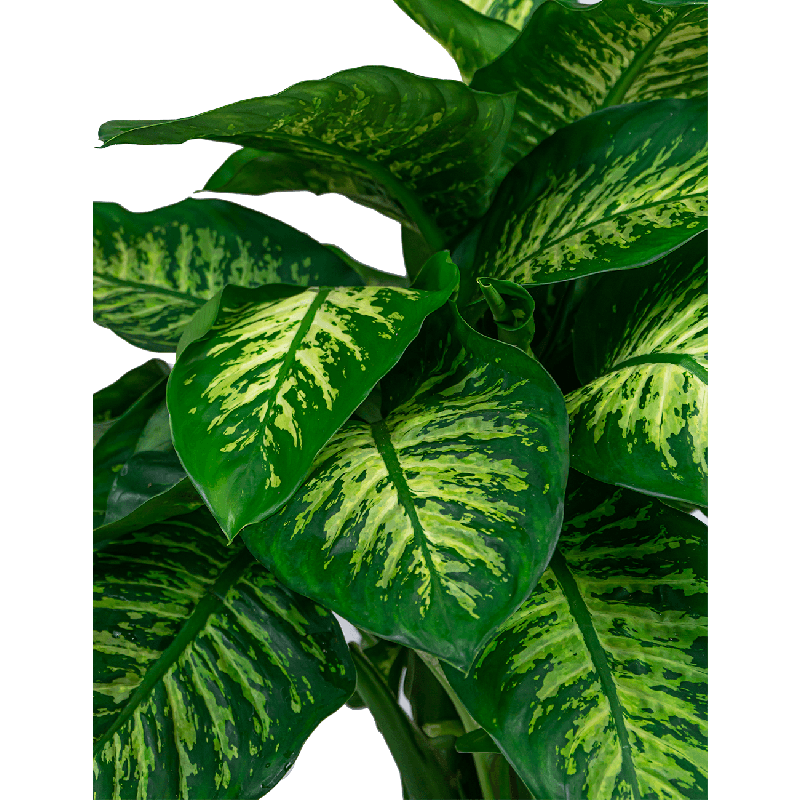 Dieffenbachia Reeva in Pure Soft hoog wit