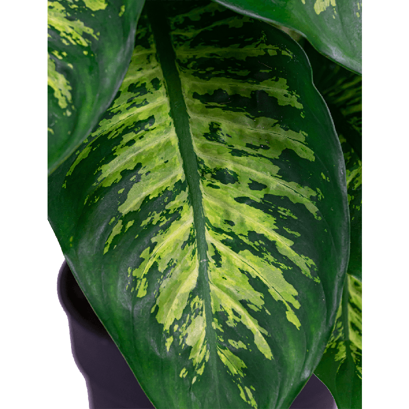 Dieffenbachia Reeva in Pure Soft hoog wit