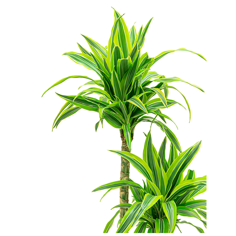 Dracaena Lemon Lime hydrocultuur in Runner vierkant wit