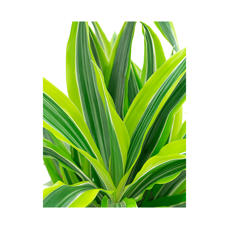 Dracaena Lemon Lime hydrocultuur in Runner vierkant wit