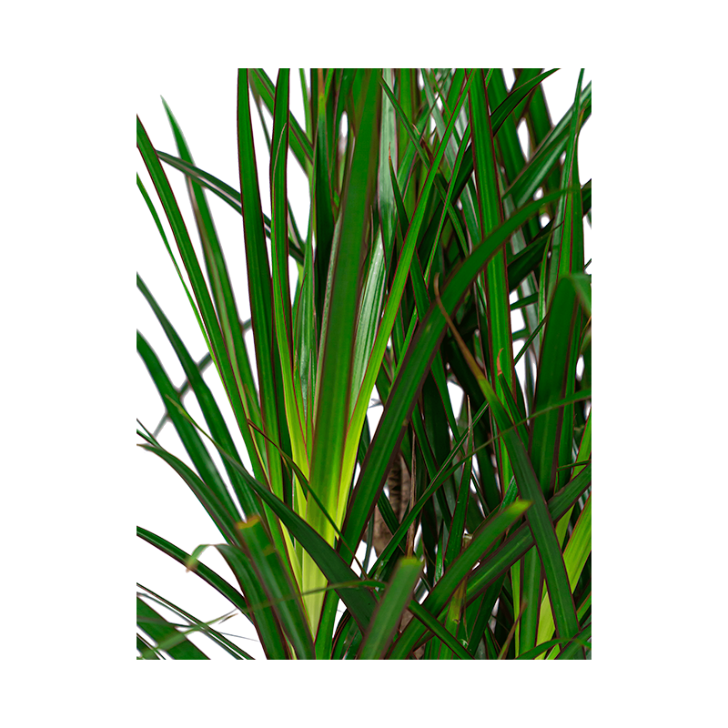 Dracaena Marginata vertakt in watergevende Cubico rood
