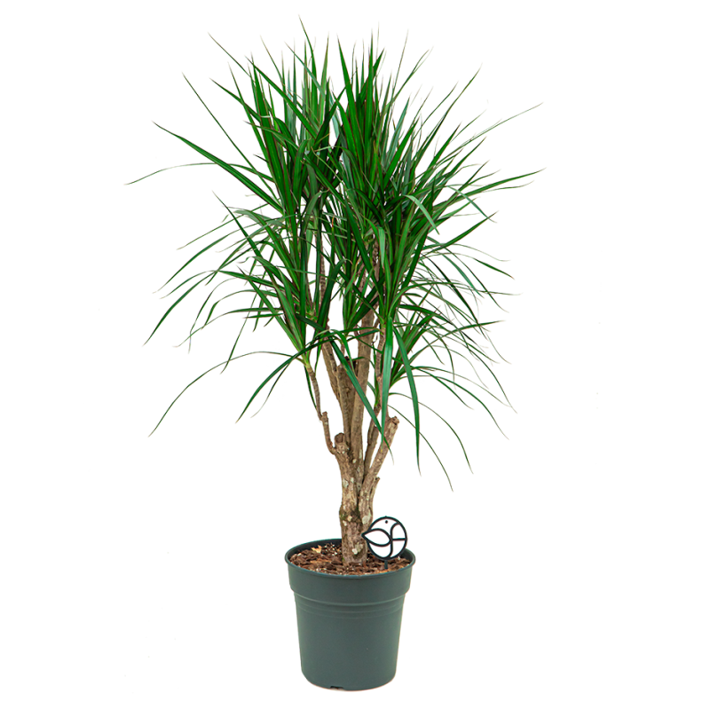 Dracaena marginata vertakt