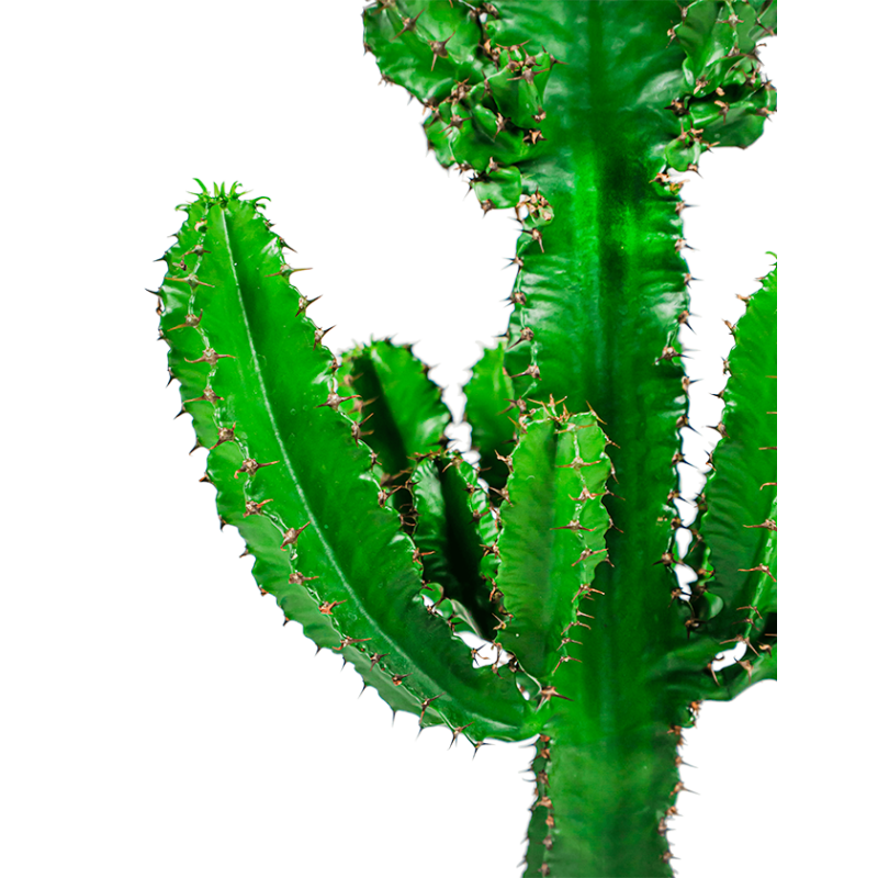 Euphorbia eritrea