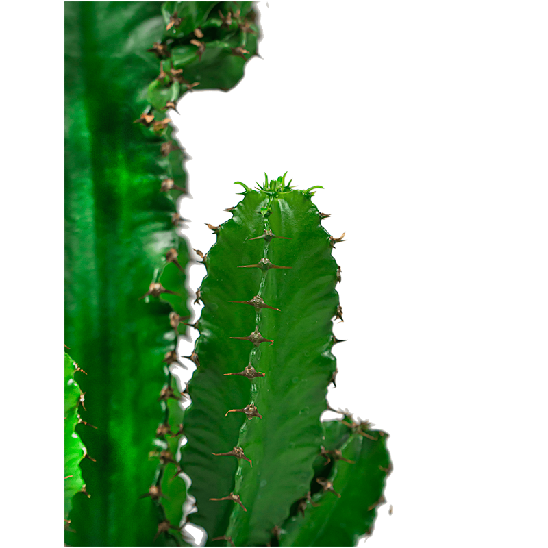Euphorbia eritrea