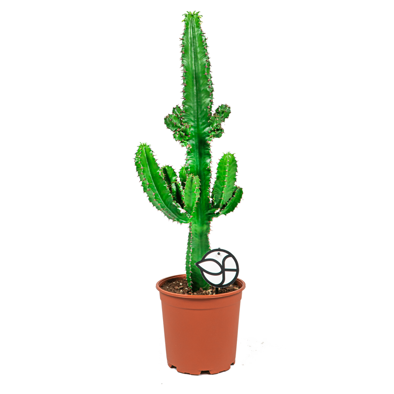 Euphorbia eritrea