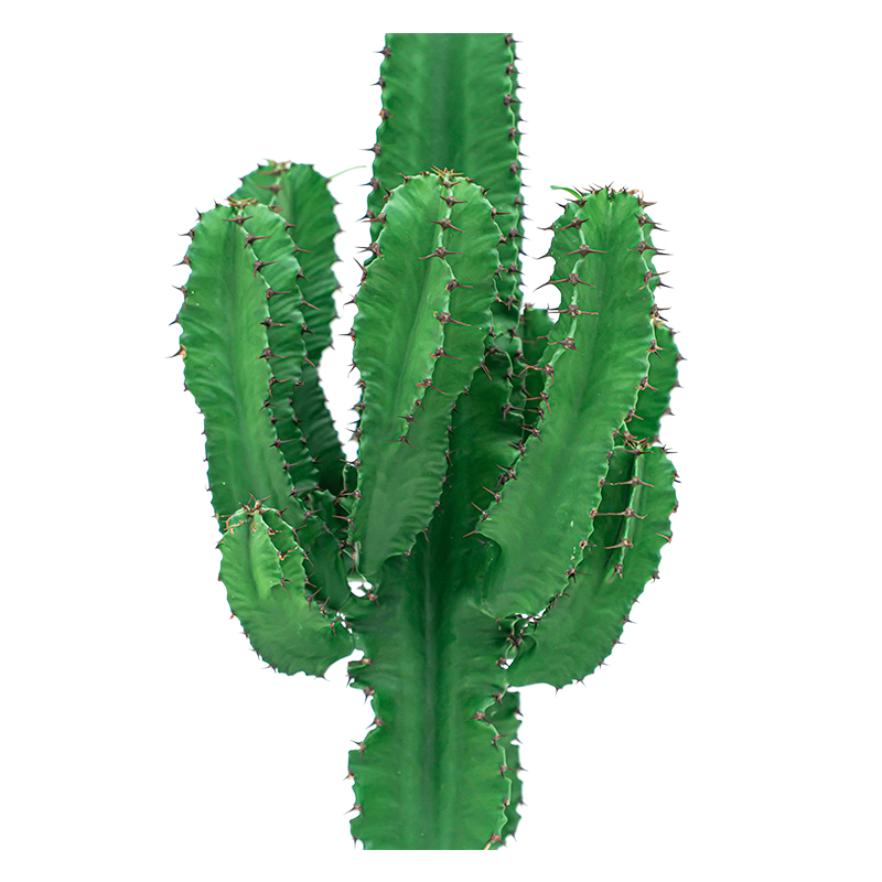 Euphorbia Ingens in Nature Row Egg Planter zwart