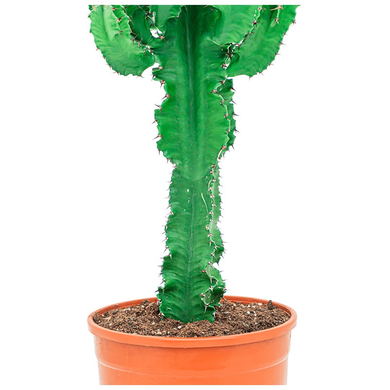 Euphorbia ingens