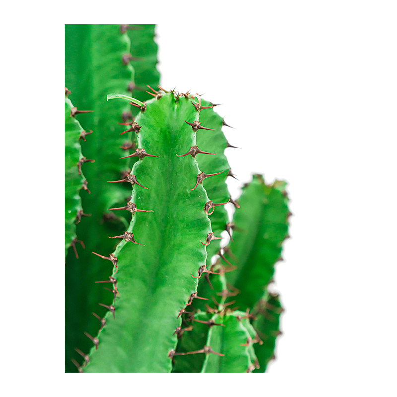Euphorbia Ingens in Nature Row Egg Planter antraciet