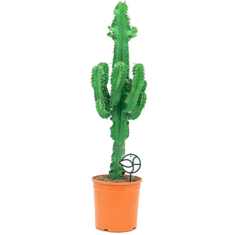 Euphorbia ingens