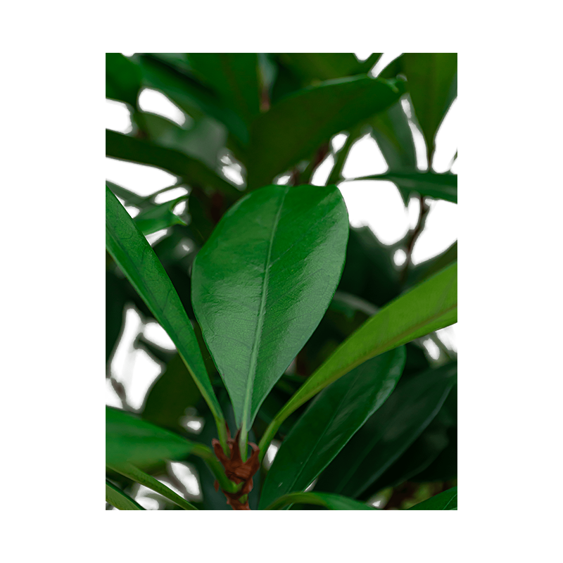 Ficus cyathistipula vertakt