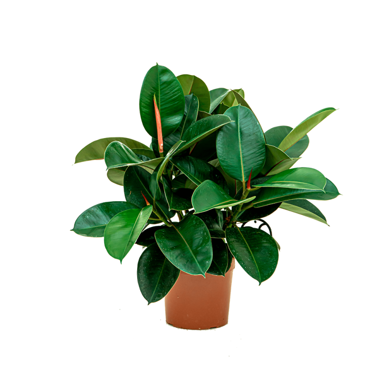 Ficus Robusta bush