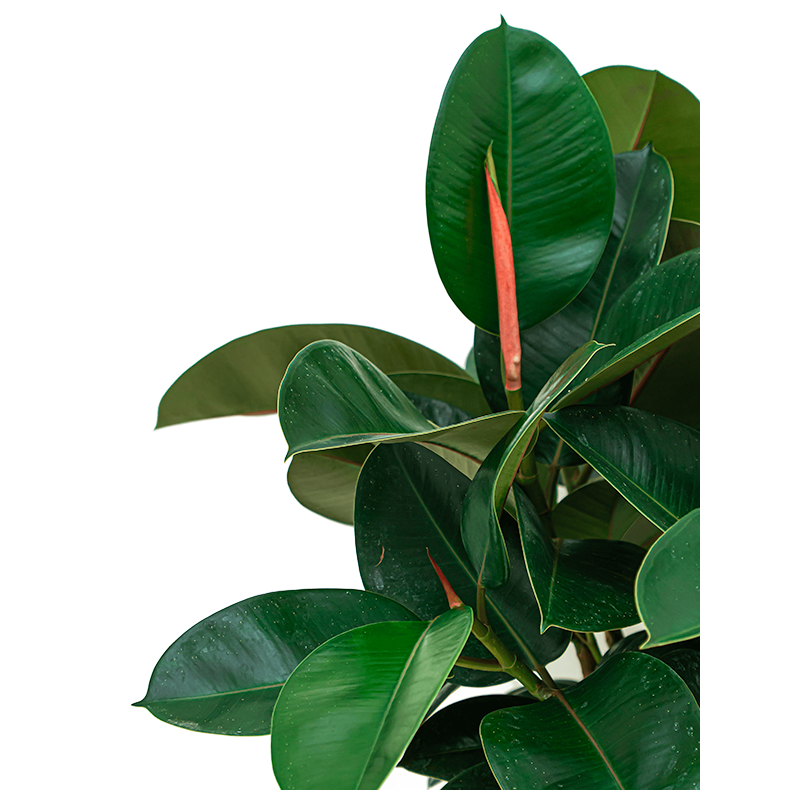 Ficus Robusta bush