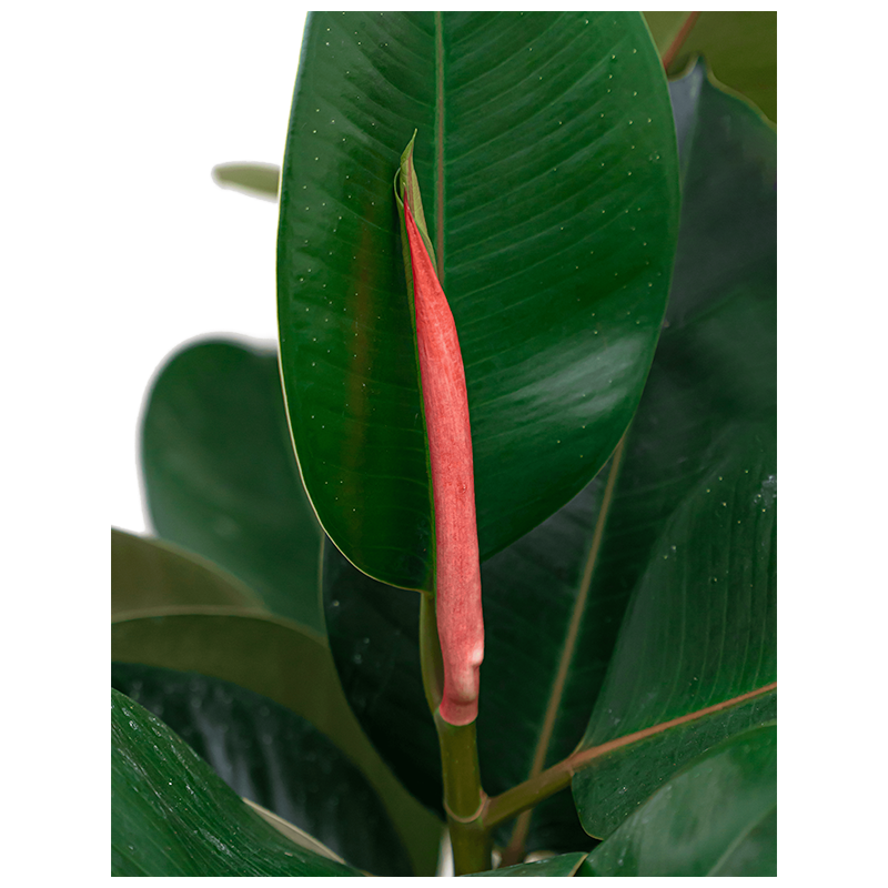Ficus Robusta bush
