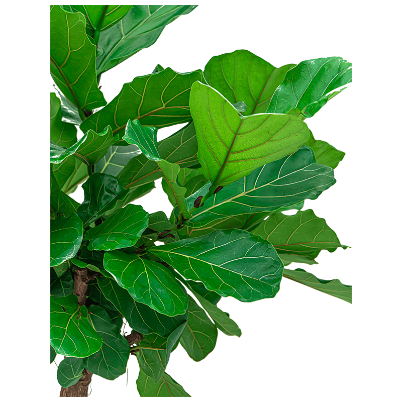 Ficus Lyrata op stam 