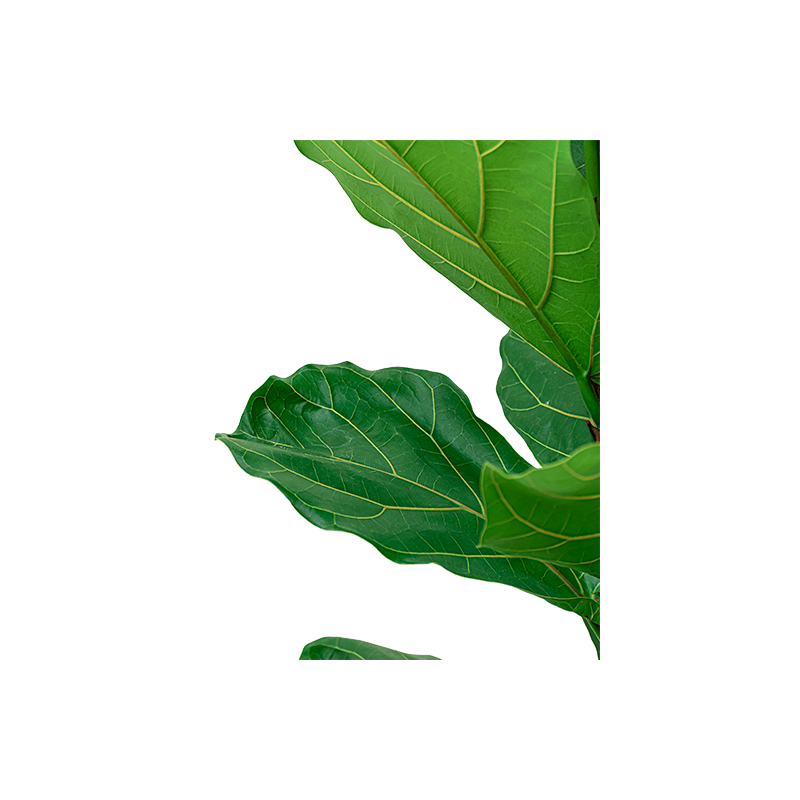Ficus Lyrata in Vibes groen