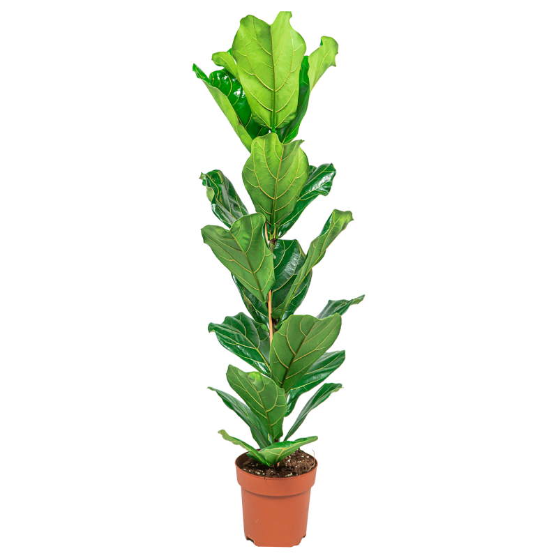 Ficus lyrata straight