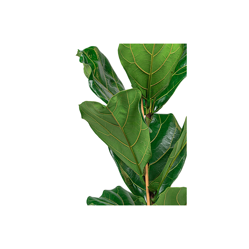 Ficus Lyrata in Vibes antraciet