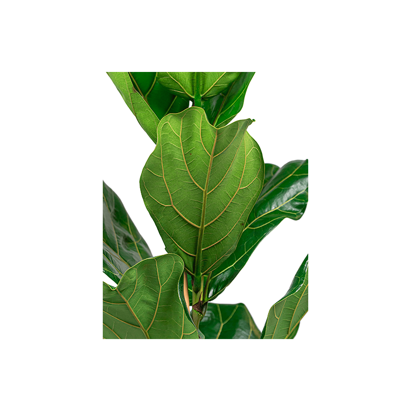 Ficus Lyrata in Vibes groen
