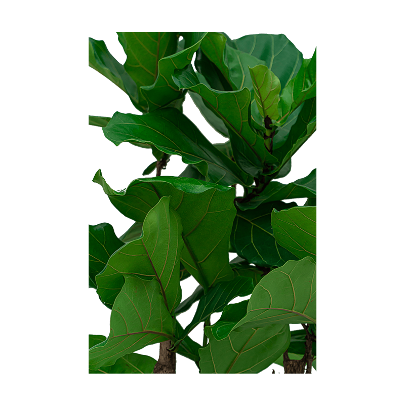 Ficus Lyrata vertakt in Rugged Patt goud