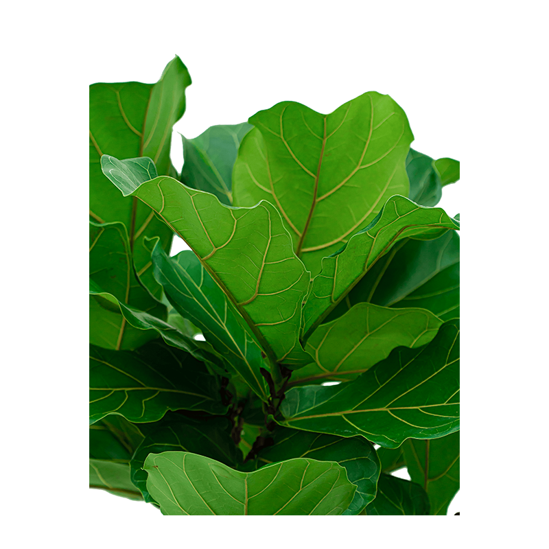 Ficus lyrata struik