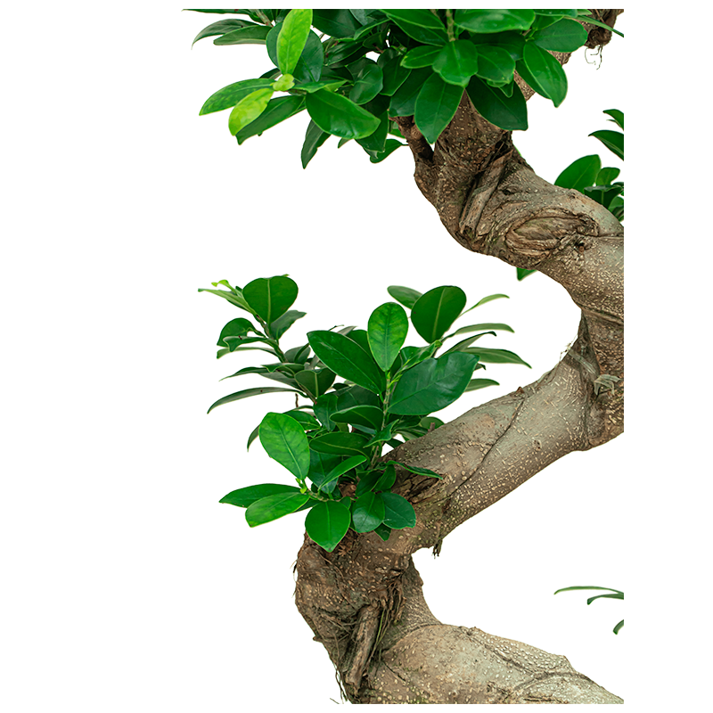 Ficus Bonsai in watergevende Quadro bruin