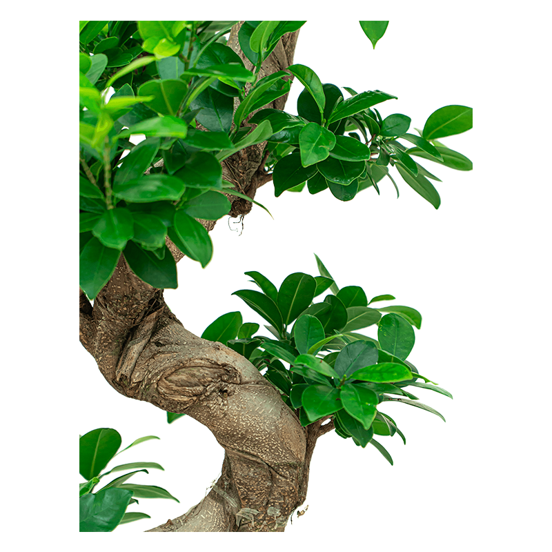 Ficus Bonsai in watergevende Quadro bruin