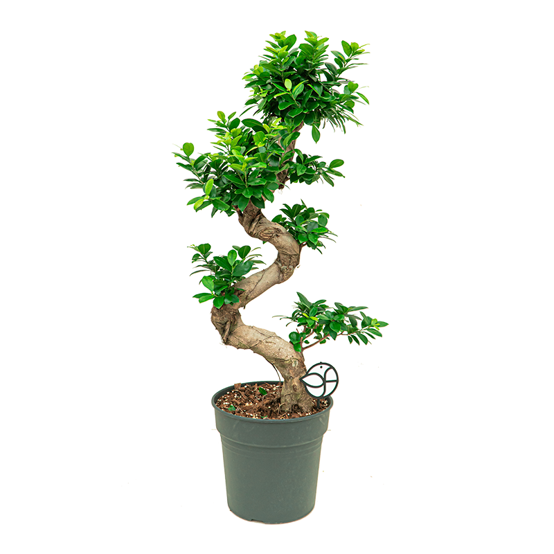 Ficus Ginseng - bonsai