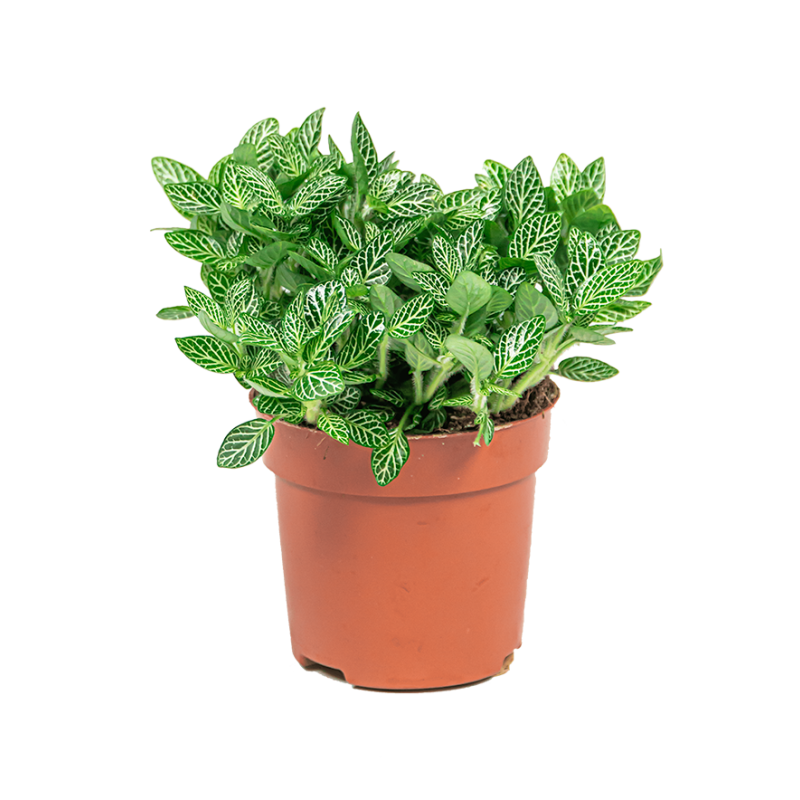 Fittonia verschaffeltii 