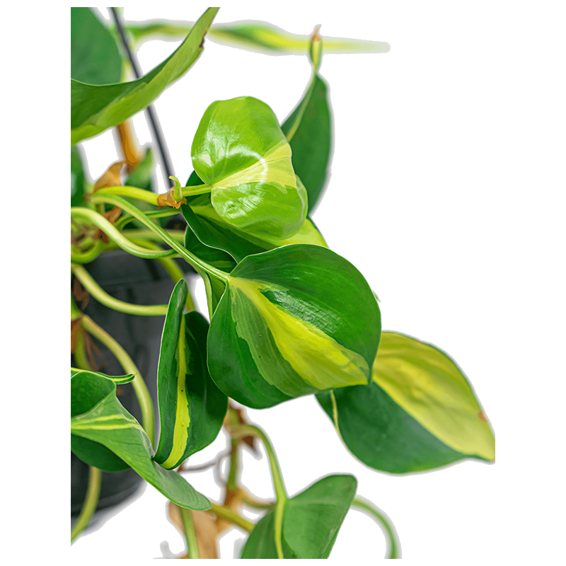 Philodendron Grand Brasil eenvoudig en snel online bestellen?