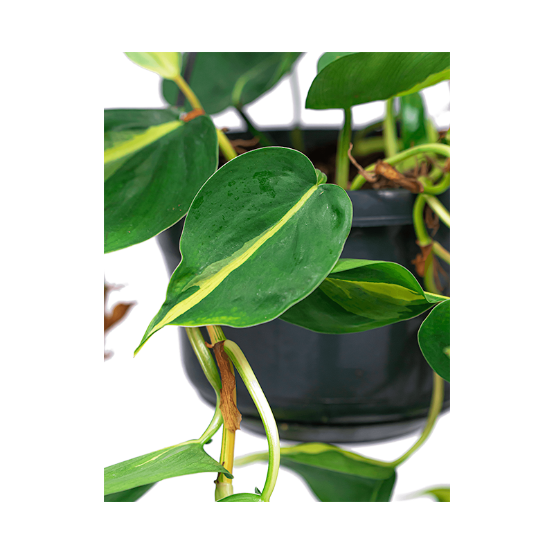 Philodendron Grand Brasil eenvoudig en snel online bestellen?