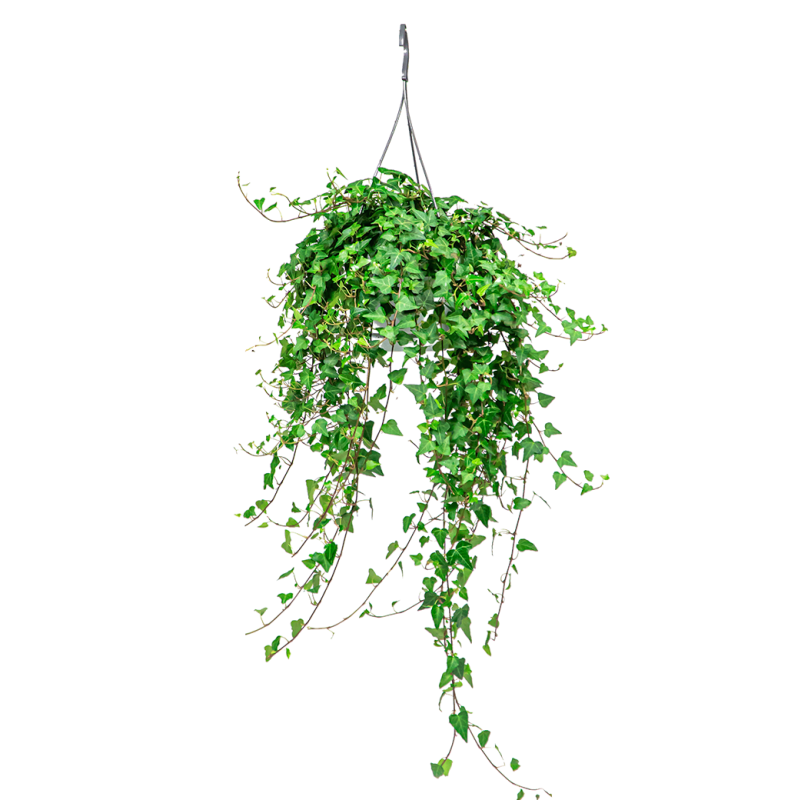 Hedera helix Wonder