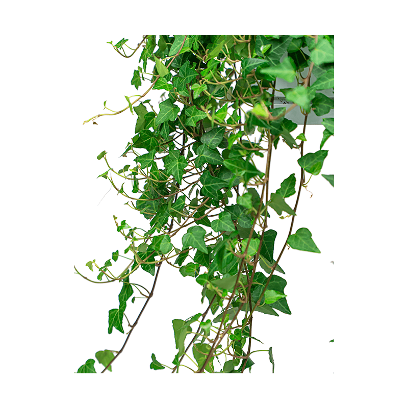 Hedera helix Wonder