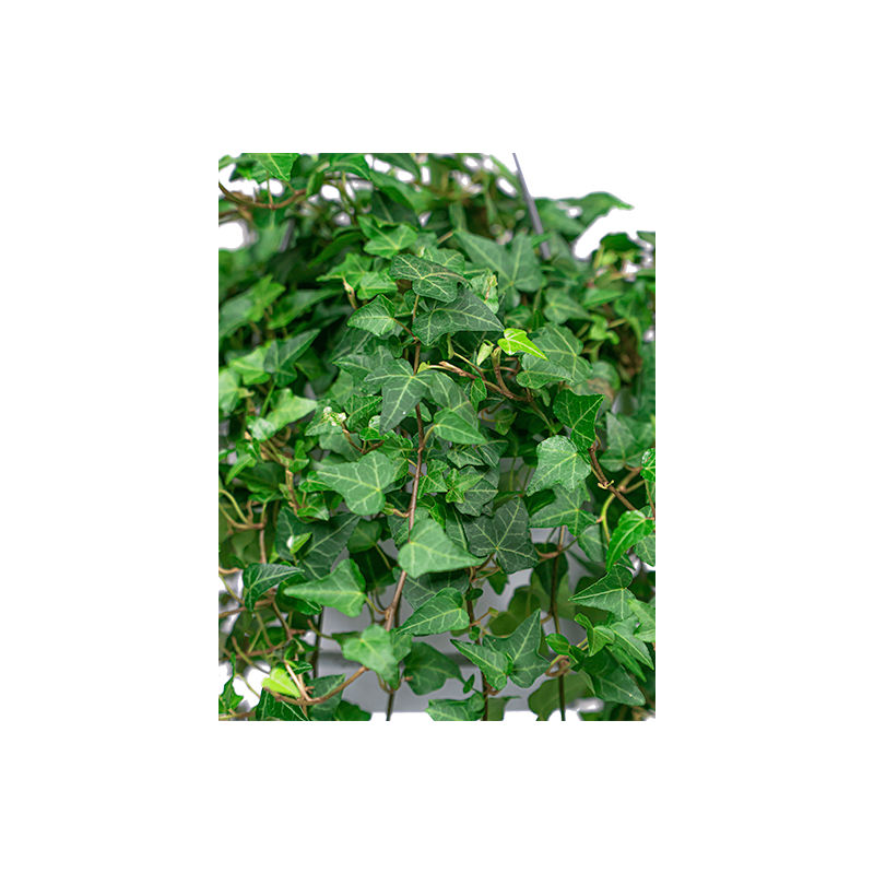 Hedera helix Wonder